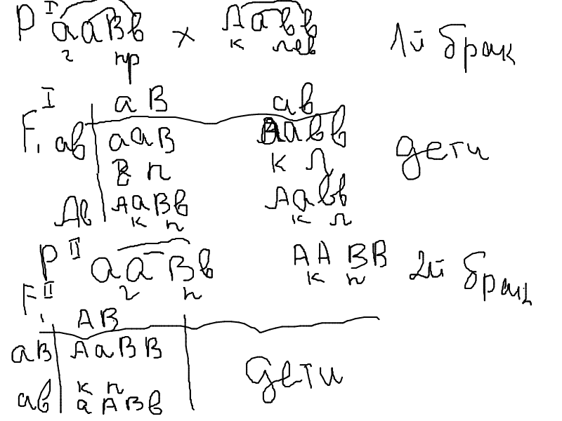 У человека ген карих глаз